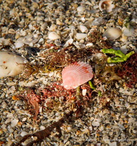 stevedaponte_coralcovespinkshell_img4989