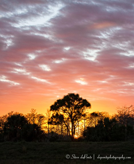 stevedaponte_sunset_cypresstrees5_img3857