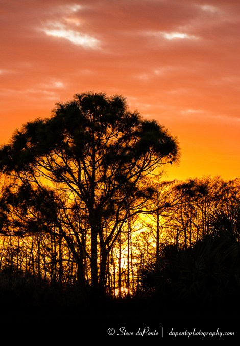 stevedaponte_sunset_cypresstrees6_img3863