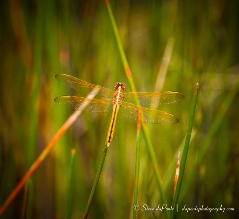 stevedaponte_dragonfly_img5893