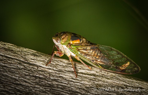 stevedaponte_cicada_img7178