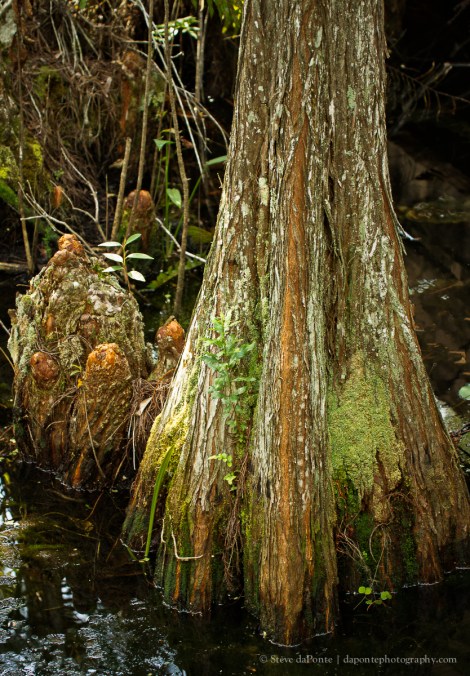 stevedaponte_cypresstree_img6697