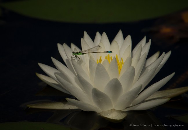 stevedaponte_damselflyonwaterlilly_img6420