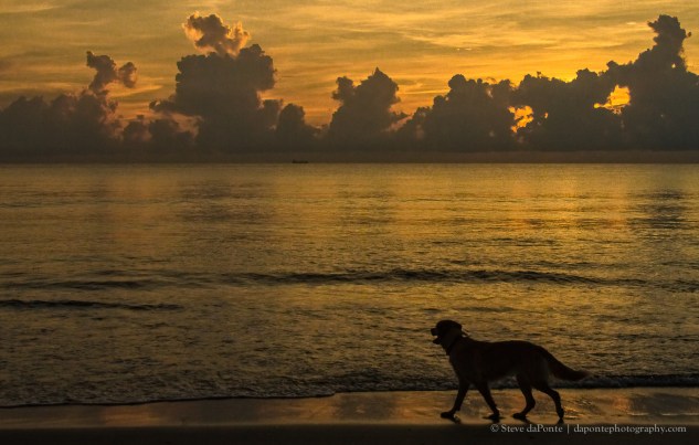 stevedaponte_goodmorningdoggie_img6233