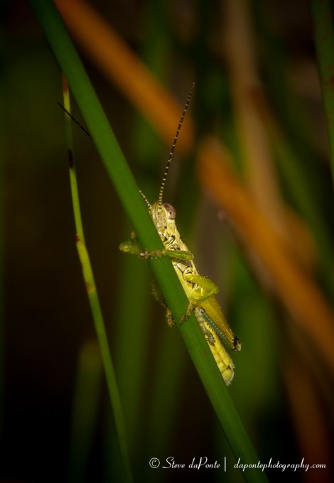 stevedaponte_grasshopper_img6452