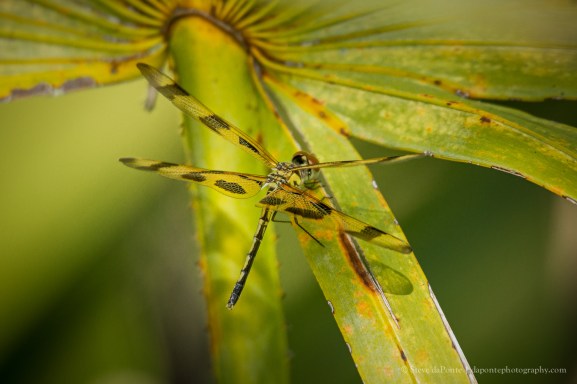 stevedaponte_halloweenpennant_img6670