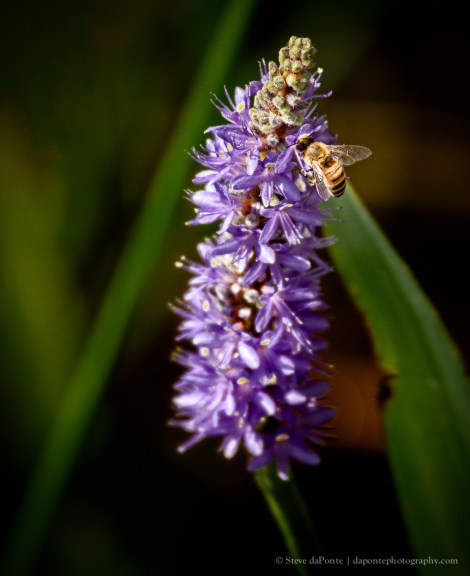 stevedaponte_pickerelweedbee_img6698