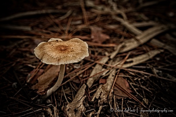 stevedaponte_shroom_img7829