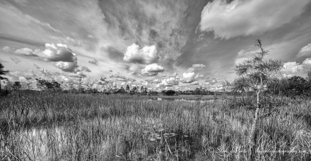 stevedaponte_swamp_img2634