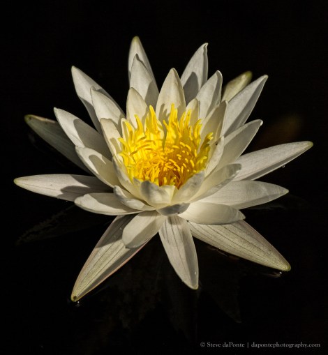 stevedaponte_waterlilly_img6445
