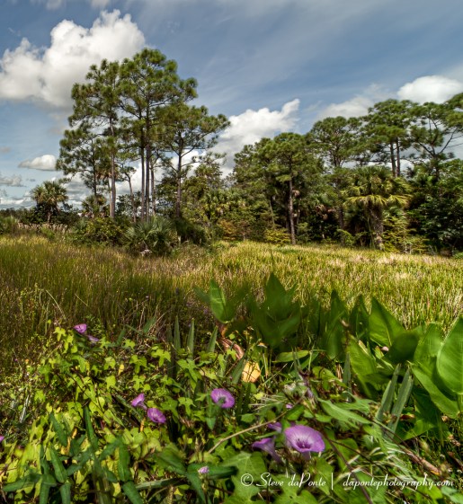 stevedaponte_alongthetrail_img2648