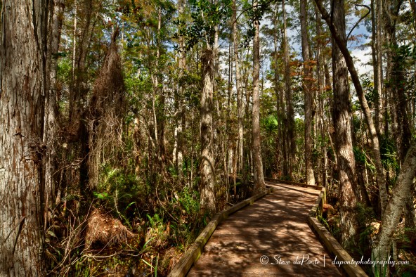 stevedaponte_cypressswampboardwalk_img2669