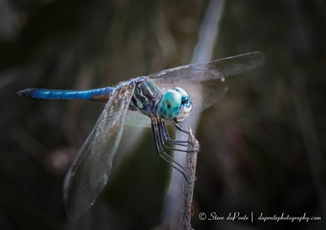 blue_dragon_imgPB070063