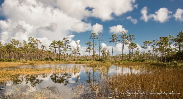 down_at_the_pond_imgPB070090