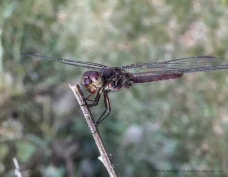 DragonFlySmile_imgpb019942