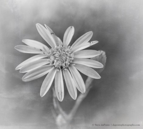 flower_monochrome_imgPB070041