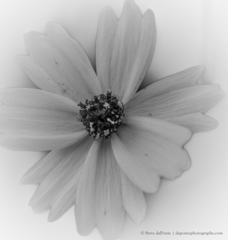 steve_daponte_flower_pb070117