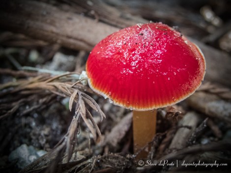 steve_daponte_redmusroom_pb080064