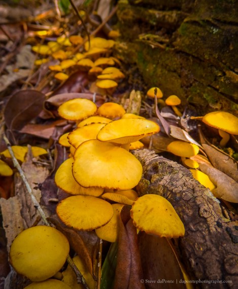 steve_daponte_yellowmushrooms_pb290250