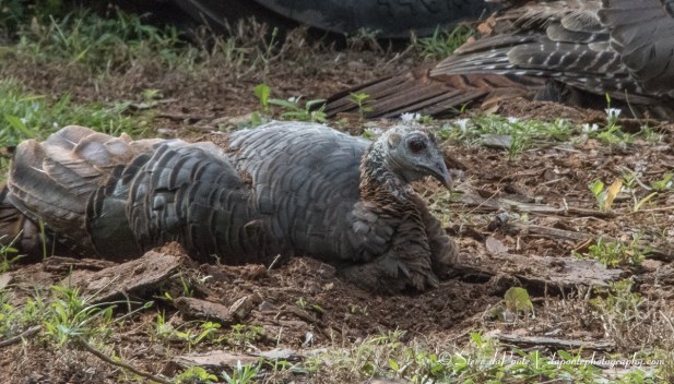 turkey_dirt_bath_imgPB080052