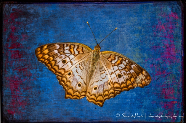 steve_daponte_compbutterfly_img7118