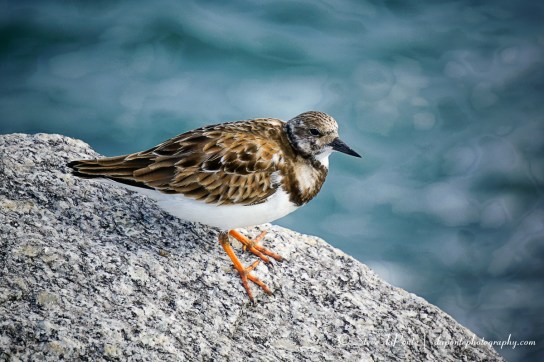 steve_daponte_dsc00395