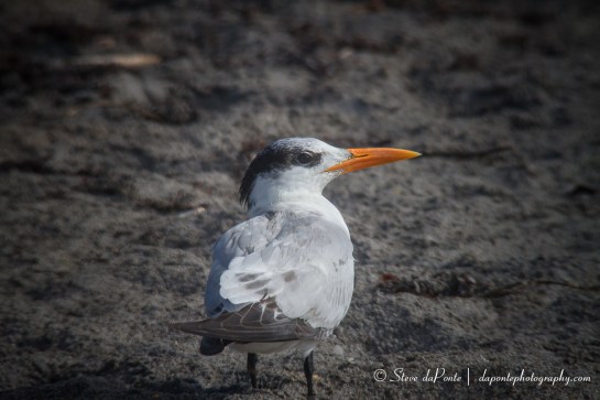 stevedaponte_img9227