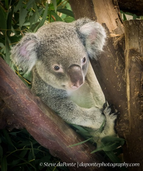 steve_daponte_koala bear_dsc02626