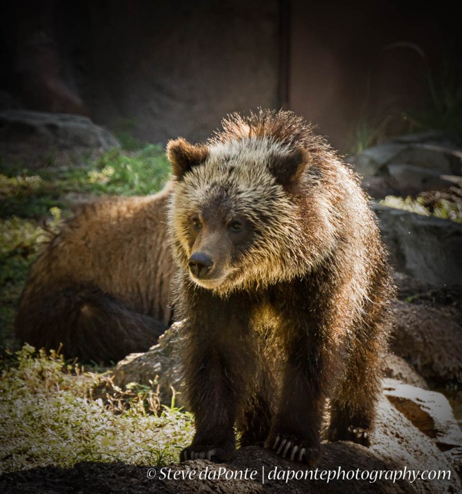 steve_daponte_pbzoo_dsc02735
