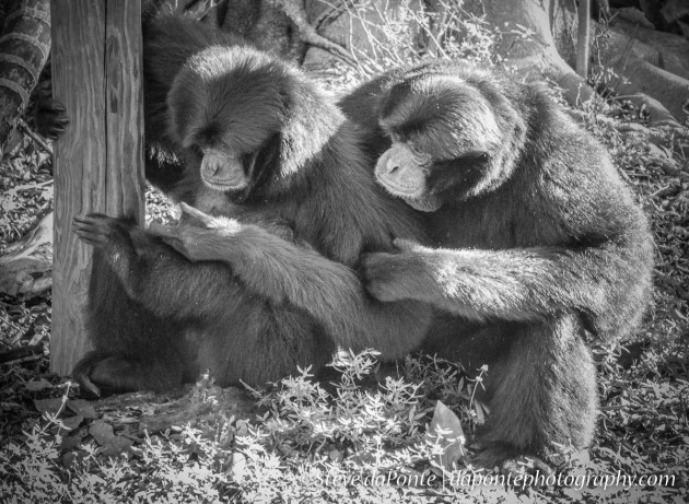 steve_daponte_pbzoo_dsc02858