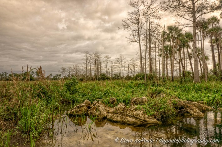 steve_daponte_pineglades_dsc01428