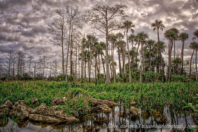 steve_daponte_pineglades_dsc01443