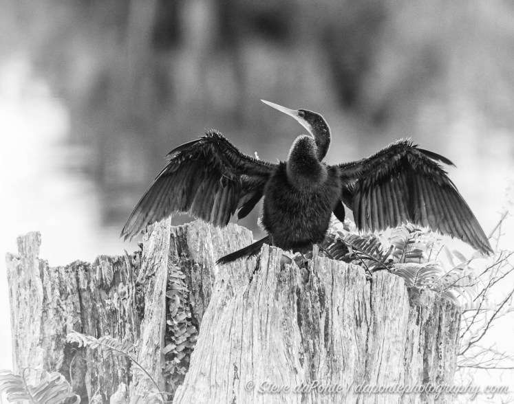steve_daponte_anhinga_oncypressstump_img9731
