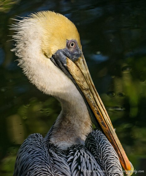 steve_daponte_pelican_dsc02820