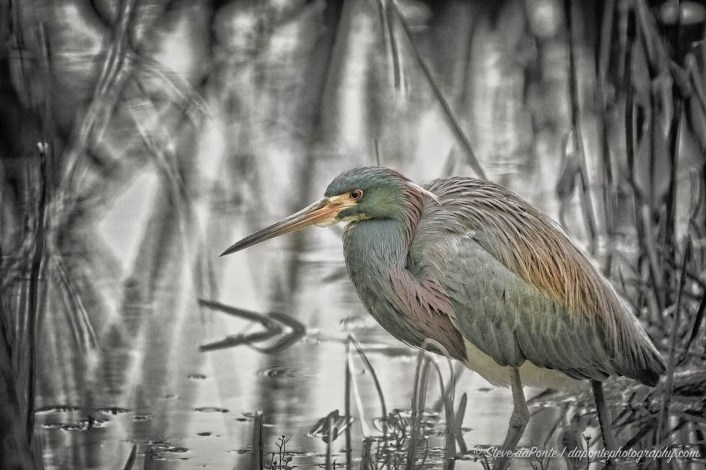 steve_daponte_tricolor_heron_img9684