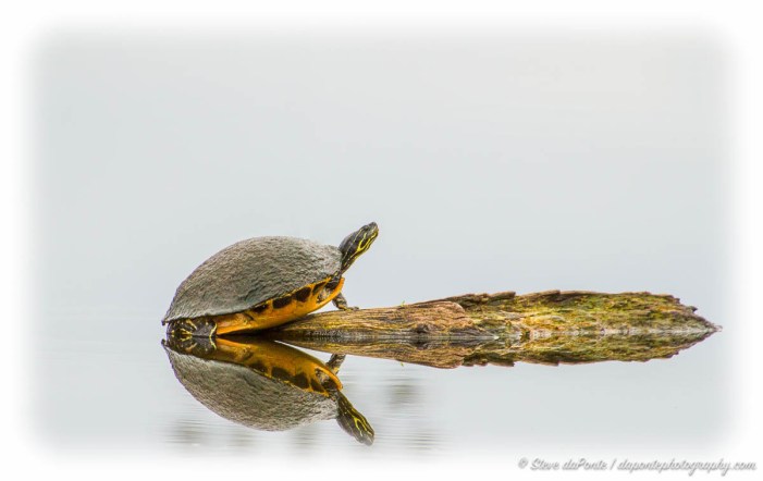 steve_daponte_turtle_img9631