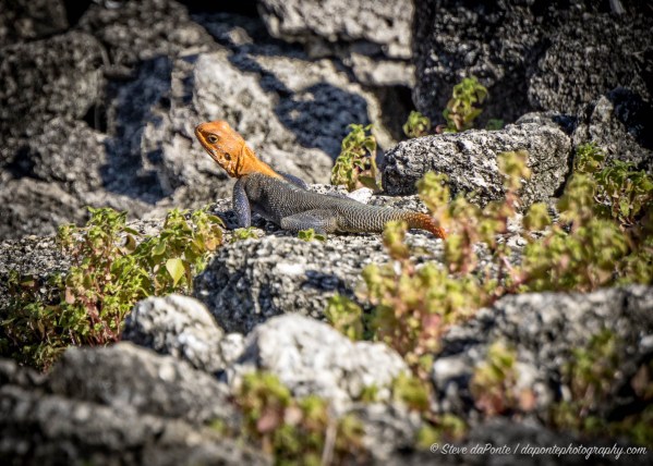 steve_daponte_WestAfricanRainbowLizardMale_dsc03432