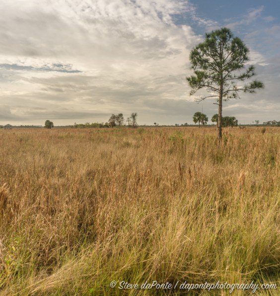 steve_daponte_floridagrassypraire_dsc01652