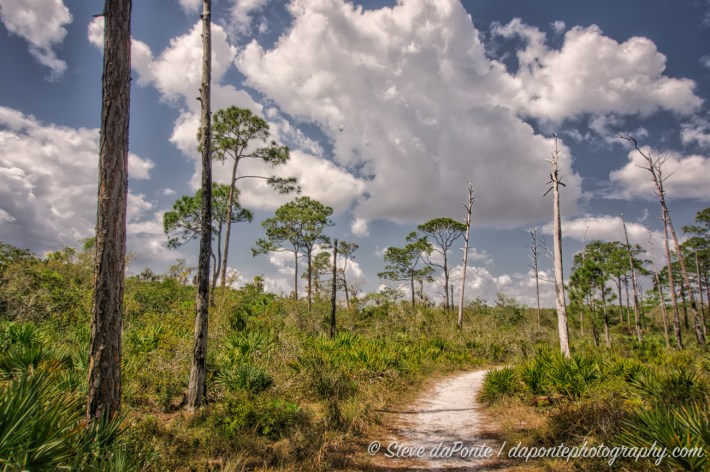 steve_daponte_floridahikingtrail_dsc04005
