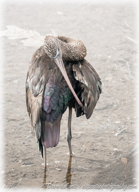steve_daponte_glossyibis_dsc03911