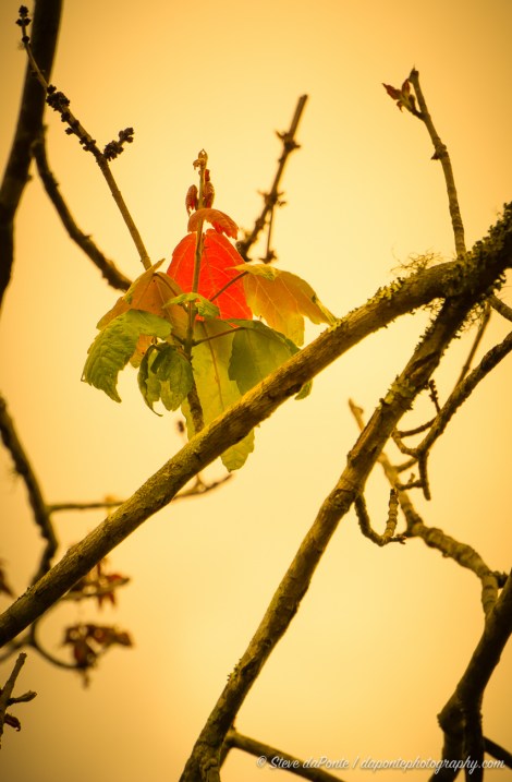 steve_daponte_sticks_dsc03653