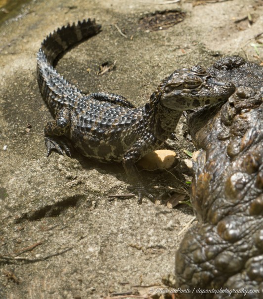 steve_daponte_baby_alligator_DSC05621