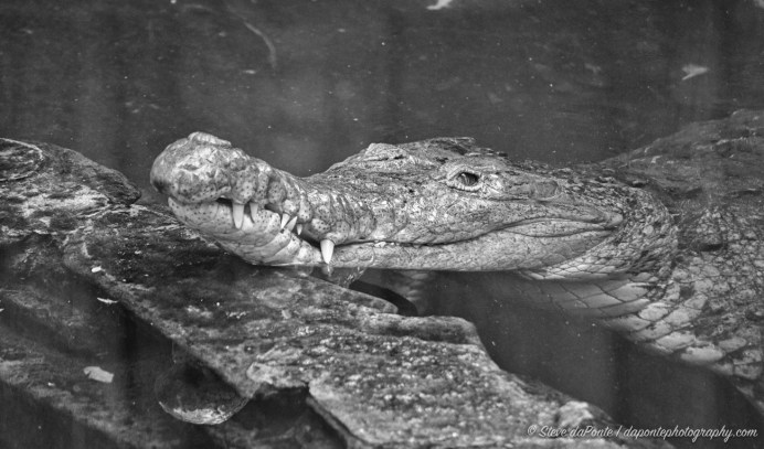 steve_daponte_croc_DSC05655