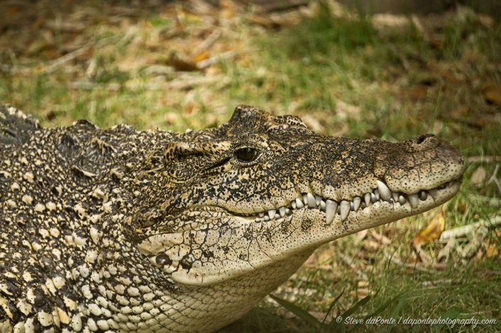 steve_daponte_cuban_croc_DSC5598