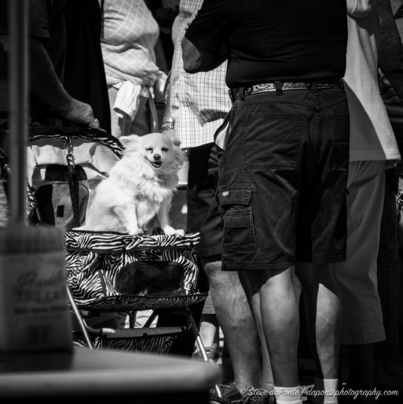 steve_daponte_pamperedpooch_DSC03419