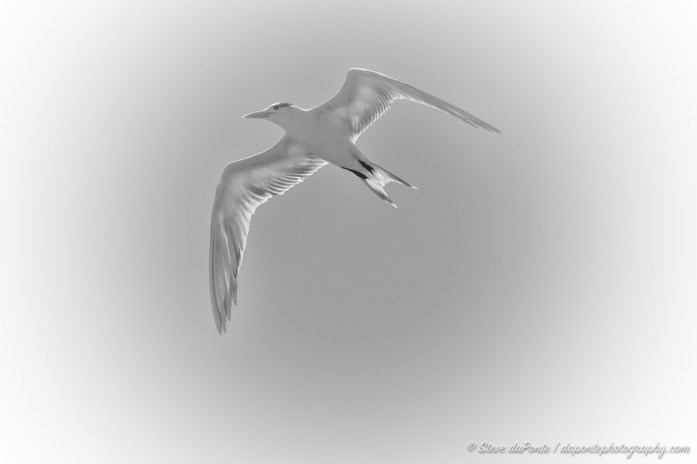 steve_daponte_sea_bird_DSC05051