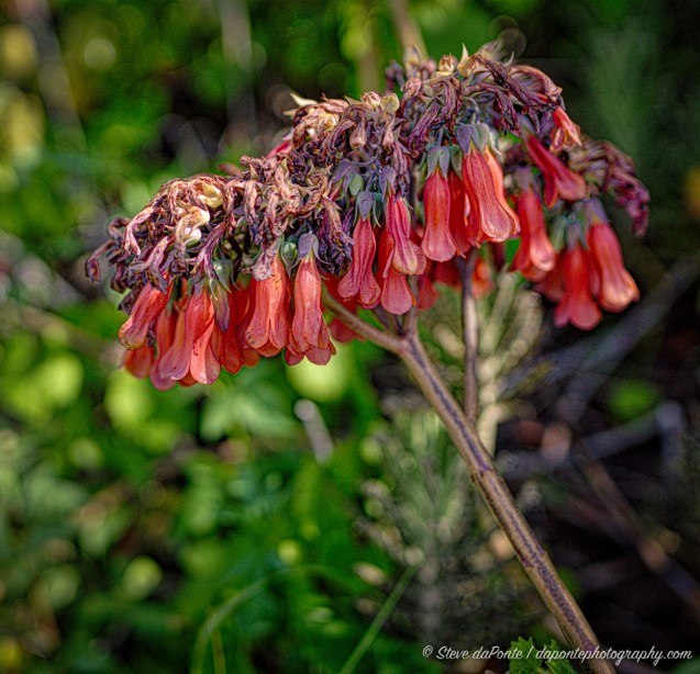 steve_daponte_jdsp_ChandelierPlantHDR_DSC07514