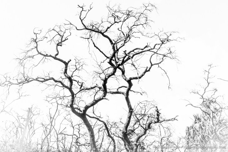 steve_daponte_jdsp_deadtree_DSC07307