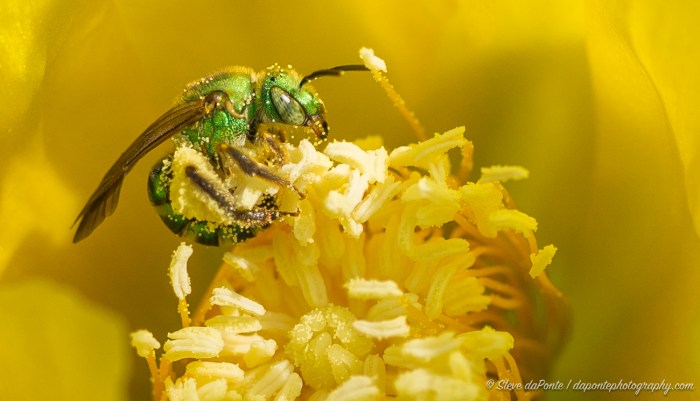 steve_daponte_jdsp_greenbee2_DSC07277