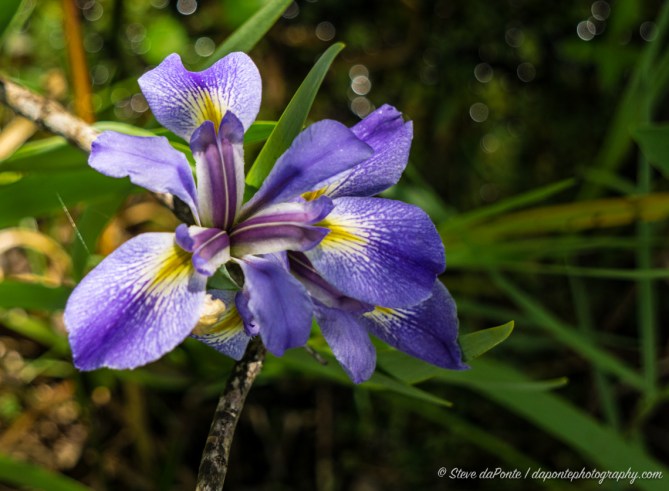 steve_daponte_purple_DSC05885